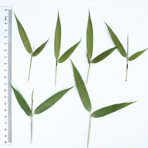 Feuilles de bambou entières séchées pressées naturelles avec tiges pour la fabrication de bougies, l'intégration de savons et l'artisanat en résine époxy - Product Image 6