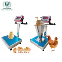 Báscula Inteligente Automática con Bluetooth para Pesar Aves de Corral, con Pantalla Digital y Registro de Datos para Granjas Comerciales de Pollos de Engorde