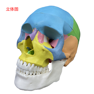 Sản Xuất Mô Hình Xương Giải Phẫu Bằng Nhựa Ba Phần Chất Lượng Cao Mô Hình Bộ Xương Người Hộp Sọ Màu Châu Âu Và Mỹ - Product Image 1