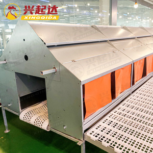 Hệ thống thu gom trứng gà hệ thống thu gom trứng tự động - Product Image 3