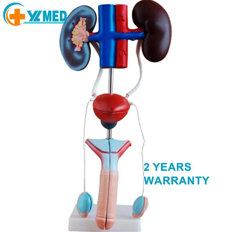 Medical Science PVC Anatomy Teaching Equipment With Human Kidney Ureter Bladder Anatomy Model