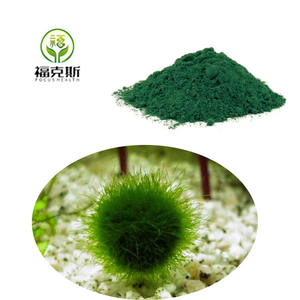 Poudre de nannochloropsis de phytoplancton marin de qualité alimentaire Poudre de nannochloropsis de bonne qualité - Product Image 3