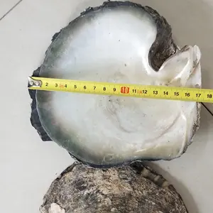 Big black mother of pearl mop raw shell tahiti pinctada margaritifera 14cm up