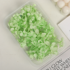 Vente en gros de fleurs d'hortensia naturelles, réelles, préservées, séchées et pressées, à bas prix, pour la fabrication de bougies, de savons, de résines et la décoration artistique. - Product Image 4