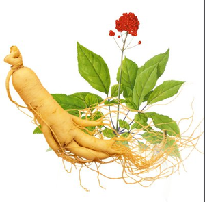 Yüksek kaliteli bitkisel bitki sağlık gıda amerikan <span class=keywords><strong>Ginseng</strong></span> kökü - Product Image 5