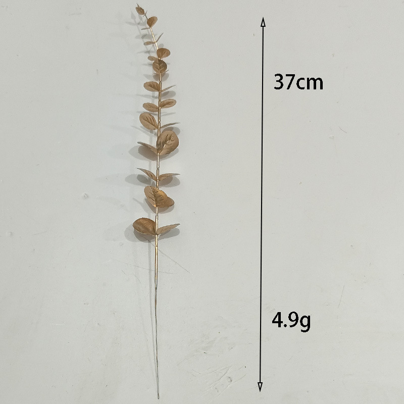 Eucalyptus doré