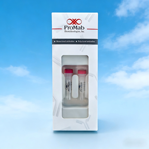 Моноклональный антитело-наперстоковидный антитело (МНА) к глутаминазе на основе кроличьего моноклонального антитела для применений в методах WB/IP/IF - Product Image 2