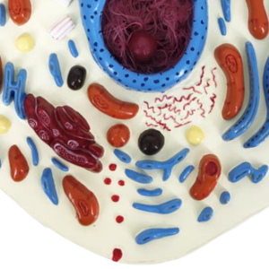 Bmn/B054 mô hình tế bào động vật giải phẫu y tế khoa học sinh học mô hình cho các trường học và bệnh viện - Product Image 2