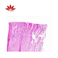 Ourself factory individual Skeletal Muscle l.s and c.s prepared microscope slide