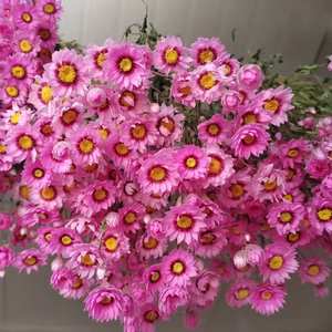 Fleurs de chrysanthème séchées naturelles 'White Daisy' à longue durée de vie pour la décoration intérieure, la Saint-Valentin, les mariages et comme garniture de <span class=keywords><strong>millet</strong></span> - Product Image 6