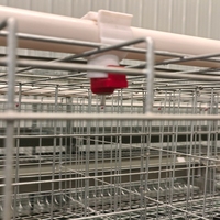 Cage à volailles à plusieurs niveaux de type A avec dispositif de collecte automatique des œufs en acier galvanisé pour grande ferme avicole