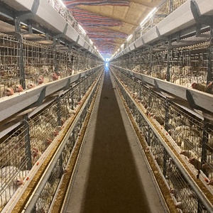 Nuovo sistema di uscita della gabbia della griglia anticollisione | Alta produttività del materiale zincato a caldo della macchina di scarico del pollame sicuro - Product Image 2