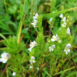Thảo dược tự nhiên euphrasia officinalis chiết xuất 10:1 20:1 50:1 eyebright chiết xuất bột - Product Image 1