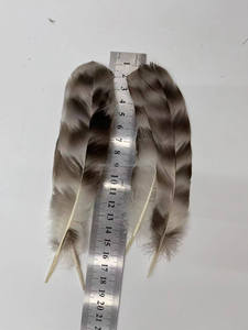 Venta al por Mayor de 50 Piezas/Bolsa de Plumas de Ala de Gallo <span class=keywords><strong>Chinchilla</strong></span> Naturales de 15-20 cm para Sombreros de Carnaval, Manualidades y Decoraciones para Fiestas - Product Image 6