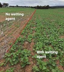 植物組織文化に使用される農業用濡れ剤草濡れ剤TIS-372濡れ剤 - Product Image 6