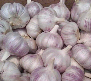 Ail déshydraté violet et blanc disponible, bulbes de 50-60 mm, sacs en filet de 25 kg, non-OGM, saveur intense, pour l'industrie de l'épicerie, directement de l'usine - Product Image 2