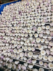 <span class=keywords><strong>Ail</strong></span> Ajo Alho <span class=keywords><strong>Ail</strong></span> frais à bas <span class=keywords><strong>prix</strong></span> Vente en gros <span class=keywords><strong>Ail</strong></span> blanc de fournisseur chinois vérifié Légumes frais - Product Image 6