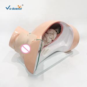 Modèle de formation médicale de haute qualité pour <span class=keywords><strong>cours</strong></span> de naissance et d'accouchement - Product Image 4