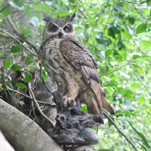 Figura de pájaro de diseño personalizado decoración de jardín escultura de búho de resina, estatua de pájaro al aire libre tamaño de la vida búho de resina #