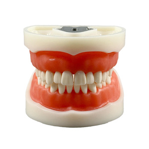 Modèles dentaires, dents en porcelaine, standard dentaire, 32 dents amovibles, nouvelles dents pour adultes - Product Image 1