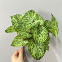 Plantes en pot décoratives artificielles de type Taro Guanyin et pomme verte avec fleurs mélangées pour aménagement mural