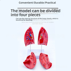 Cuộc sống-kích thước Silicone và PVC hô hấp và ngực phẫu thuật Công cụ đào tạo y tế khoa học phổi giải phẫu mô hình - Product Image 6
