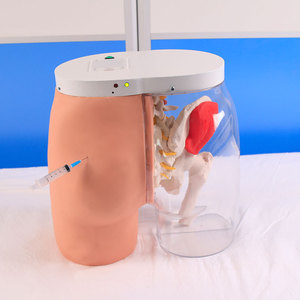 Modèle transparent d'<span class=keywords><strong>injection</strong></span> <span class=keywords><strong>intramusculaire</strong></span> fessière et de comparaison, modèle d'enseignement médical et de formation infirmière - Product Image 4