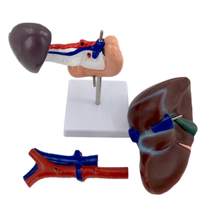 Anatomical Model Liver Pancreas Duodenum Spleen <strong>Blood</strong> <strong>Vessels</strong> Structure for Medical Education PVC for Schools Medical Schools - Product Image 6