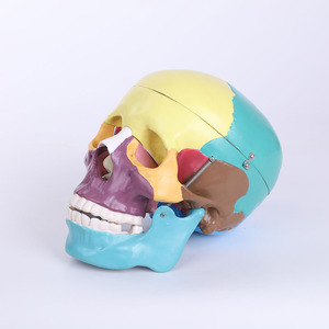 Tamaño de la naturaleza Pvc de alta calidad anatomía ósea humanos Durable modelo de <span class=keywords><strong>esqueleto</strong></span> - Product Image 3
