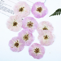 Rose naturelle pressée pour herbarium, fleurs pressées pour peinture, accessoires photo, décoration intérieure
