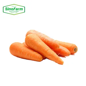 Carota del produttore della carota della Cina