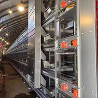 Meilleur prix pour les cages automatiques à batterie pour poules pondeuses, élevage de poules pondeuses, volailles, à vendre