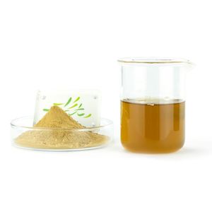 食品グレード菊エキスパウダーUVテスト済みハーブ種子と葉茶エキスドラム包装 - Product Image 3