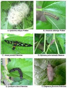 Lufenurón 40% + Emamectina Benzoato 5% WDG <span class=keywords><strong>Insecticida</strong></span> <span class=keywords><strong>Sistémico</strong></span> para Eliminar Orugas - Product Image 6