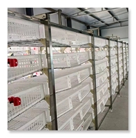 Cages à cailles pour la production d'œufs avec mangeoires automatiques, cage à cailles en grillage métallique
