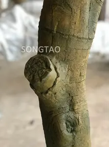 Gefälschte Anlage Herstellung Indoor Hochzeit Tabelle Decor Künstliche Japanische Kirsche Baum