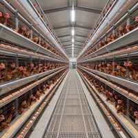 Solution de projet d'élevage intégré pour 20 000 volailles, optimisant les efforts et l'optimisation des coûts, avec retour sur investissement élevé, gestion automatisée et cage à poules pondeuses de type H automatique