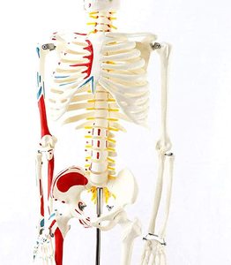 85cm <span class=keywords><strong>scheletro</strong></span> umano modello anatomico medico anatomico Halloween con supporto in metallo <span class=keywords><strong>scheletro</strong></span> anatomico 85cm di altezza braccia rimovibili - Product Image 3