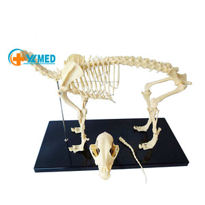 Equipo Educativo de Ciencias Médicas, <span class=keywords><strong>Esqueleto</strong></span> de Vaca/Toro Realista para Estudiantes y Médicos, para Aprendizaje y Enseñanza - Product Image 1