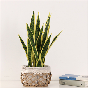 Planta de <span class=keywords><strong>Sansevieria</strong></span> Amarilla Realista al Tacto, Material PU, Tipo Árbol, para Decoración del Hogar y Hoteles, Diseño de Interiores, Gran Venta - Product Image 2