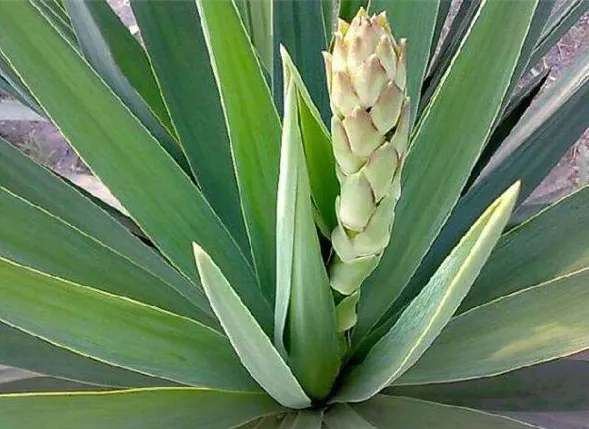 メキシコからの高品質ユッカyucca filamentosaエキスyucca shidigeraエキス