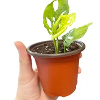 Double Color Plastic Flower Pots for Plants