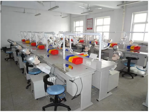 Modelo de Dientes Humanos, Sistema de Simulación Dental para Consultorio, Silla de Consultorio, Dispositivo de Simulación Dental para Escuelas de Medicina - Product Image 4