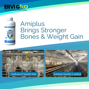 Amiplus Amino Asit Şelatlı Organik Çoklu Mineral Kompleksi Kanatlı Tavuklar, Broiler ve Yumurtacı Tavuklar için Oral Solüsyon Takviyesi - Product Image 6