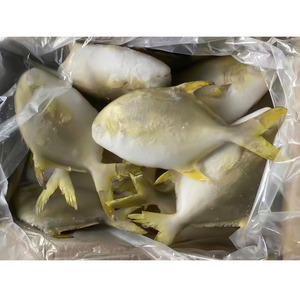 Pescado Congelado de 600-800g, Pargo Dorado, Pomfret, IQF, 100% Peso Neto, Precio de Fábrica en China - Product Image 2