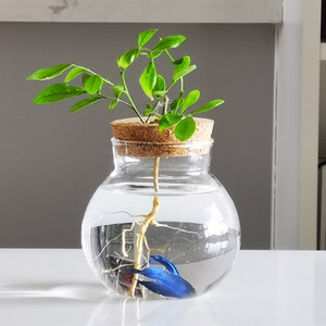 Trang trí nội thất sang trọng cá thủy tinh hồ cạn bát tròn Bình thủy tinh nhân tạo thực vật chai thủy tinh hồ cạn với <span class=keywords><strong>LED</strong></span> - Product Image 4