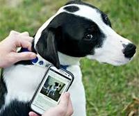 NFC-Hundemarke mit Einzigartigem QR-Code und Unterschiedlicher ID-Nummer NFC-Haustiermarke