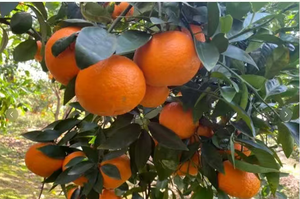 Oranges fraîches 10 kg, agrumes avec une durée de conservation d'un an, provenant du Jiangxi, Chine - Product Image 2