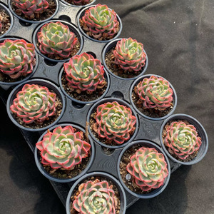 Caja <span class=keywords><strong>de</strong></span> Regalo Ecológica con <span class=keywords><strong>Planta</strong></span> <span class=keywords><strong>de</strong></span> <span class=keywords><strong>Echeveria</strong></span> 'Tearless' Variegada para Decoración Moderna y Lujosa del Hogar y Fiestas - Product Image 4