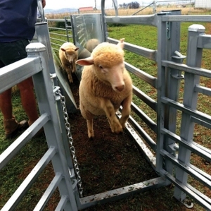 อุปกรณ์เลี้ยงแกะและแพะยอดนิยมในฟาร์ม ประตูแข่งขันแกะ - Product Image 3